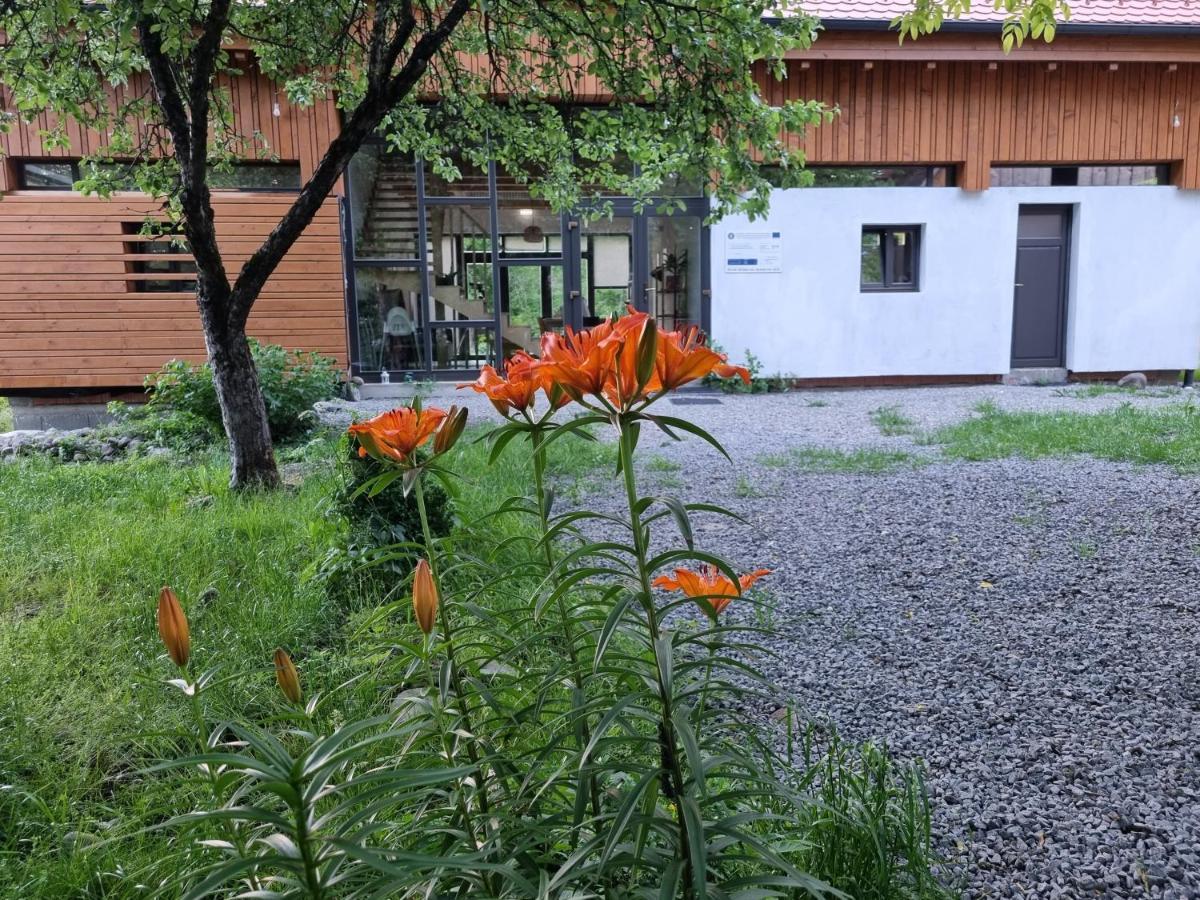 Aster Panzio Bed & Breakfast Cimpu Cetatii ภายนอก รูปภาพ